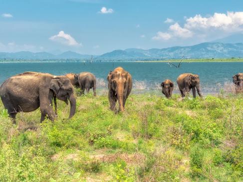 Oarc National D'Uda Walawe A Découvrir au Sri Lanka - Les Parcs et Réserves