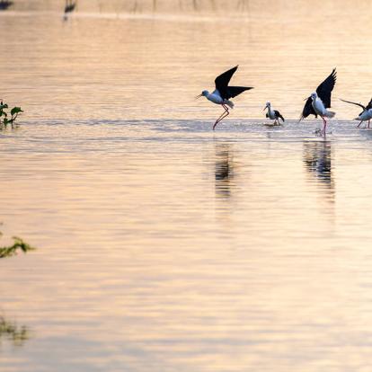 Parc National De Bundala A Découvrir au Sri Lanka - Les Parcs et Réserves