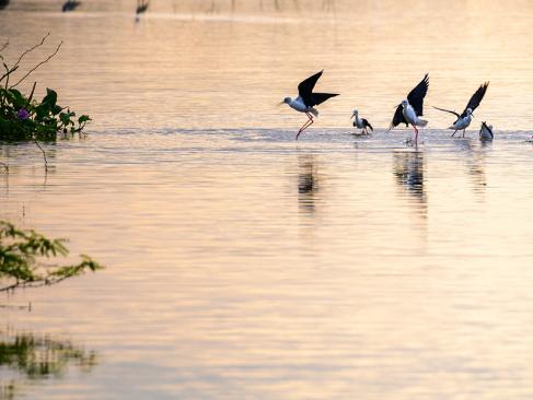 Parc National De Bundala A Découvrir au Sri Lanka - Les Parcs et Réserves