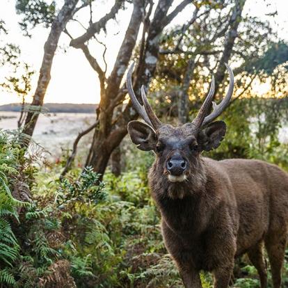 Horton Plains A Découvrir au Sri Lanka - Les Parcs et Réserves