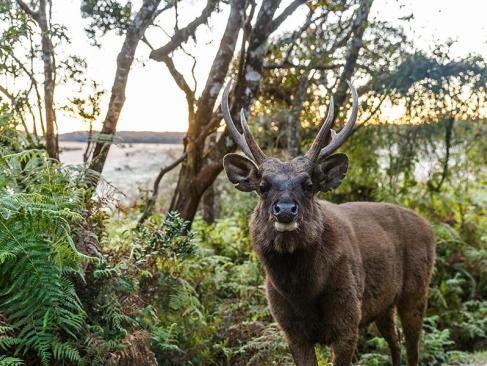 Horton Plains A Découvrir au Sri Lanka - Les Parcs et Réserves