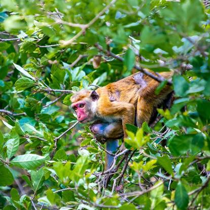 Parc de Minneriya A Découvrir au Sri Lanka - Les Parcs et Réserves