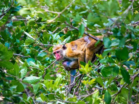 Parc De Minneriya A Découvrir au Sri Lanka - Les Parcs et Réserves