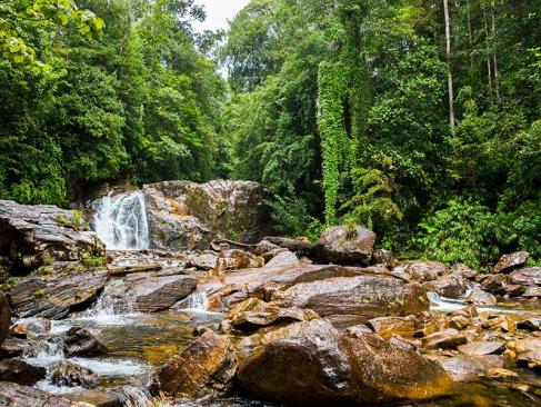 Sinharaja Rainforest A Découvrir au Sri Lanka - Les Parcs et Réserves