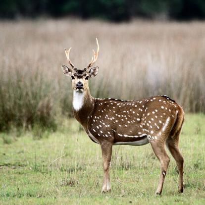 Parc National De Wilpattu A Découvrir au Sri Lanka - Les Parcs et Réserves