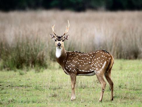 Parc National De Wilpattu A Découvrir au Sri Lanka - Les Parcs et Réserves