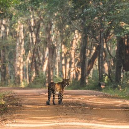 A Découvrir au Sri Lanka - Les Parcs et Réserves