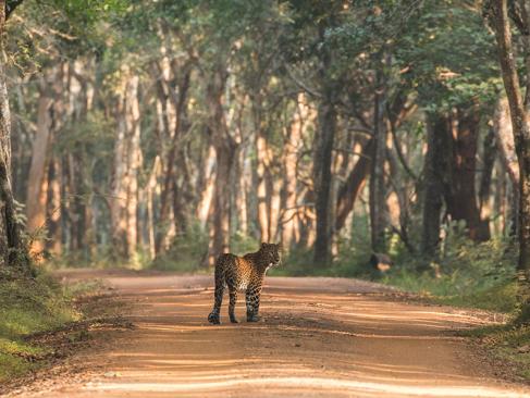 Parc National De Yala A Découvrir au Sri Lanka - Les Parcs et Réserves