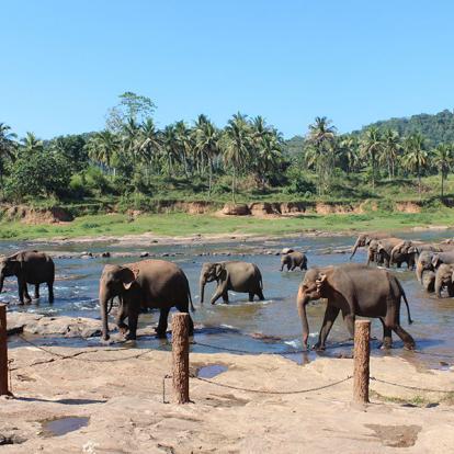 A Découvrir au Sri Lanka - L'Orphelinat des Éléphants de Pinnawela