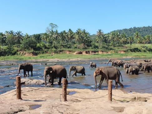 L'Orphelinat Des Éléphants De Pinnawela A Découvrir au Sri Lanka - L'Orphelinat des Éléphants de Pinnawela