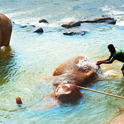 A Découvrir au Sri Lanka - L'Orphelinat des Éléphants de Pinnawela