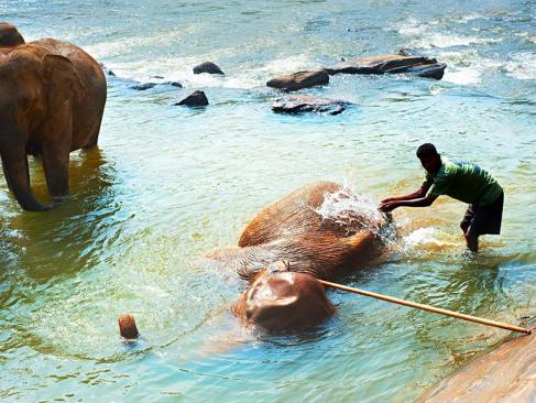 L'Orphelinat Des Éléphants De Pinnawela A Découvrir au Sri Lanka - L'Orphelinat des Éléphants de Pinnawela