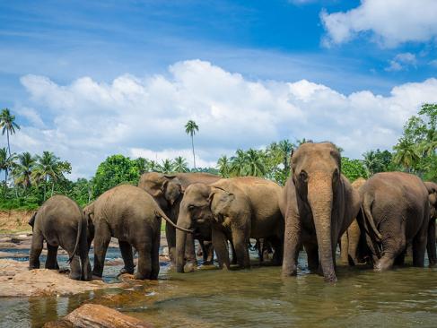 L'Orphelinat Des Éléphants De Pinnawela A Découvrir au Sri Lanka - L'Orphelinat des Éléphants de Pinnawela