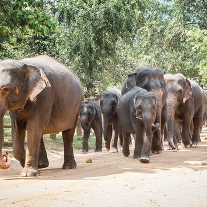 A Découvrir au Sri Lanka - L'Orphelinat des Éléphants de Pinnawela