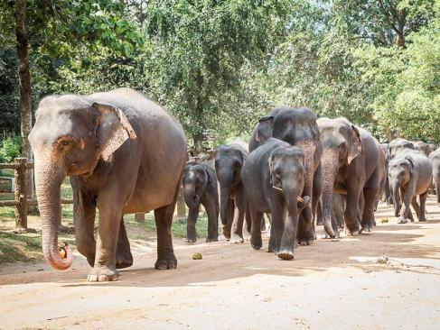 L'Orphelinat Des Éléphants De Pinnawela A Découvrir au Sri Lanka - L'Orphelinat des Éléphants de Pinnawela