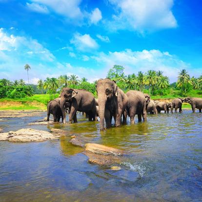 A Découvrir au Sri Lanka - L'Orphelinat des Éléphants de Pinnawela