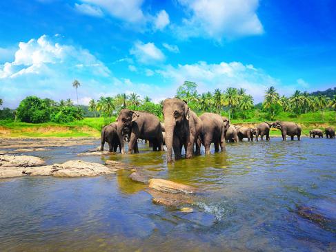 Pinnawala A Découvrir au Sri Lanka - L'Orphelinat des Éléphants de Pinnawela