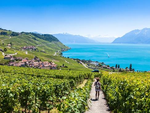 Vignoble De Lavaux A Découvrir en Suisse - Lausanne