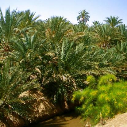 A Découvrir en Tunisie - Gabès