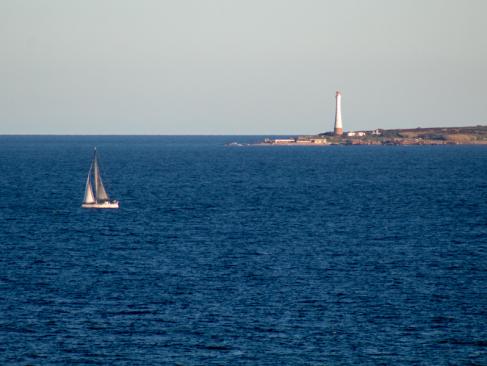 Lobos A Découvrir en Uruguay - Punta del Este