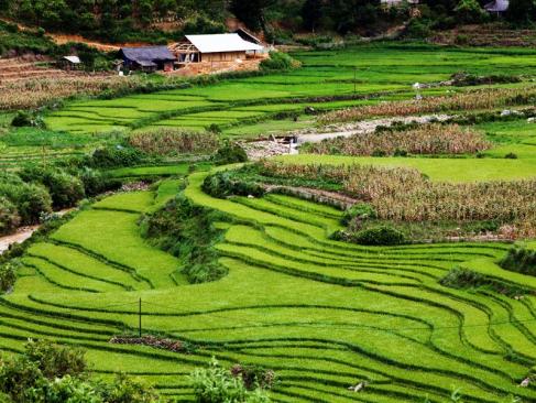 Ma Tra A Découvrir au Vietnam - Sapa