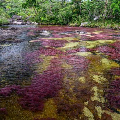 A découvrir en Colombie - Caño Cristales
