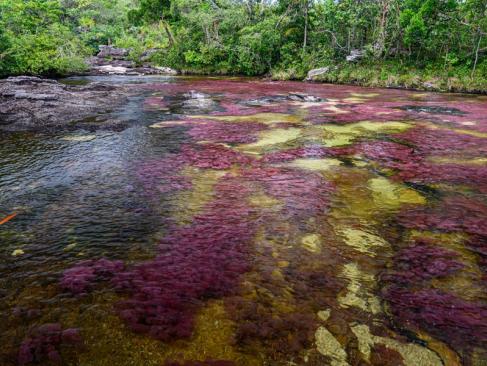 A découvrir en Colombie - Caño Cristales