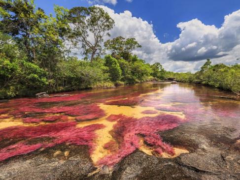 A découvrir en Colombie - Caño Cristales