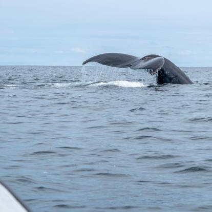 A Découvrir en Colombie - Le Choco