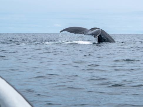 A Découvrir en Colombie - Le Choco