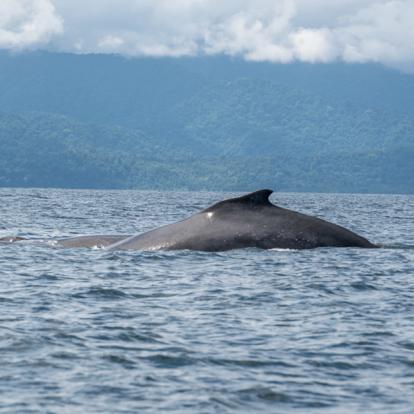 A Découvrir en Colombie - Le Choco