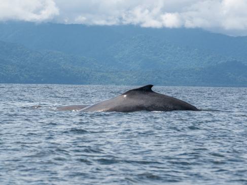 A Découvrir en Colombie - Le Choco