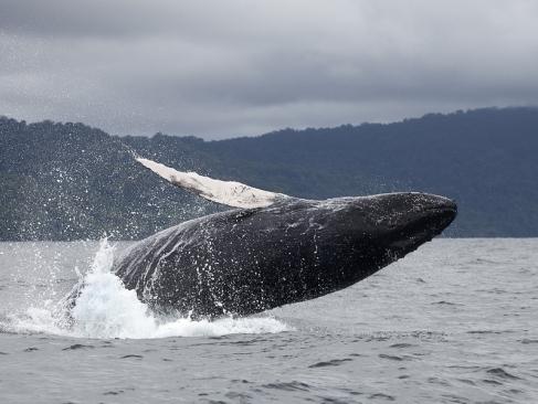 A Découvrir en Colombie - Le Choco