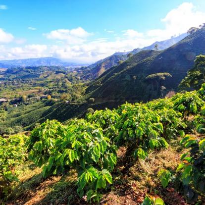 A Découvrir en Colombie - Le triangle du café