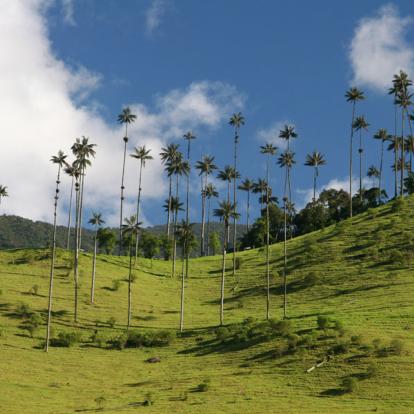 Vallée De Cocora A Découvrir en Colombie - Le triangle du café