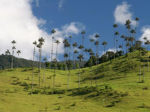 Vallée De Cocora A Découvrir en Colombie - Le triangle du café