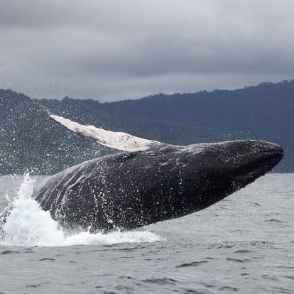 A Découvrir en Colombie - Nuqui