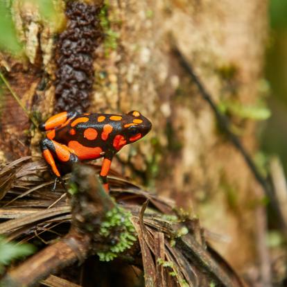 A Découvrir en Colombie - Nuqui