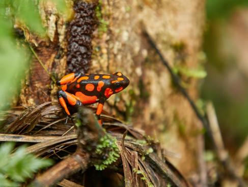 A Découvrir en Colombie - Nuqui