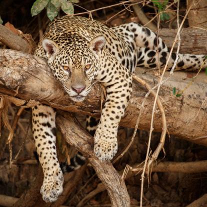 A Découvrir au Brésil - Le Pantanal
