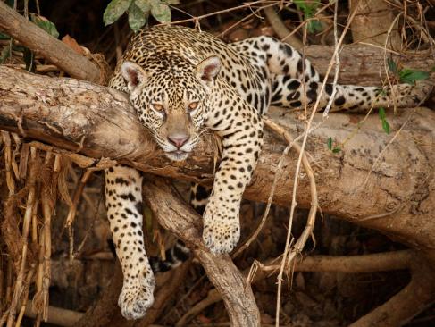 A Découvrir au Brésil - Le Pantanal