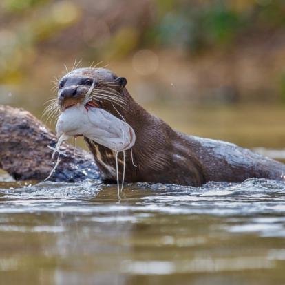 A Découvrir au Brésil - Le Pantanal