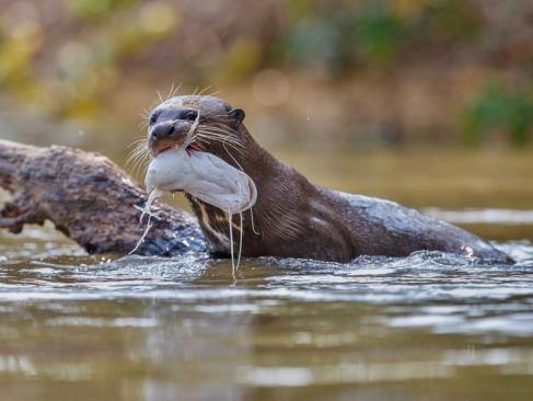 A Découvrir au Brésil - Le Pantanal