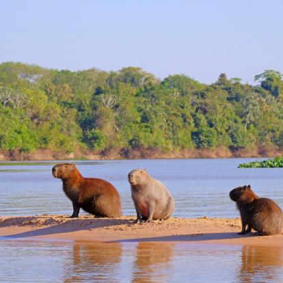 A Découvrir au Brésil - Le Pantanal