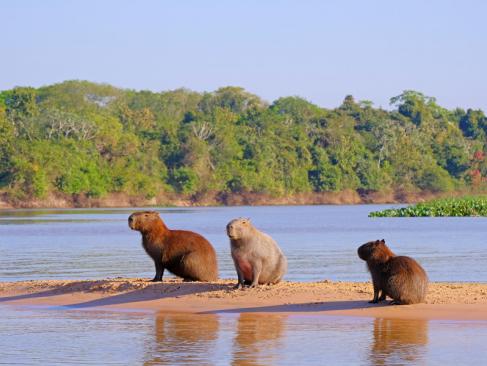 A Découvrir au Brésil - Le Pantanal