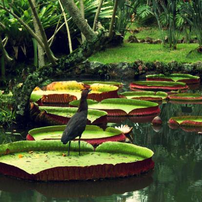 A Découvrir au Brésil - Le Pantanal