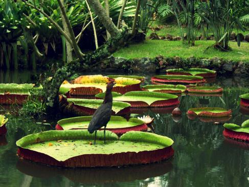 A Découvrir au Brésil - Le Pantanal