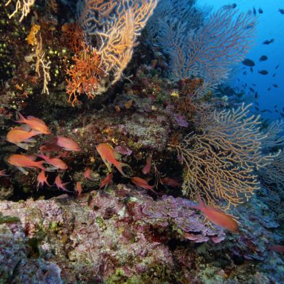 Lastovo A Découvrir en Croatie - Lastovo