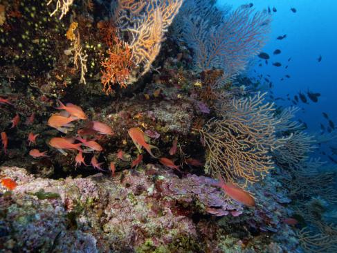 Lastovo A Découvrir en Croatie - Lastovo