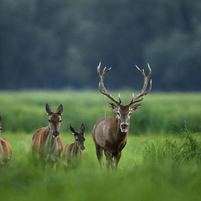 A Découvrir en Croatie - Le Parc de Kopacki Ri